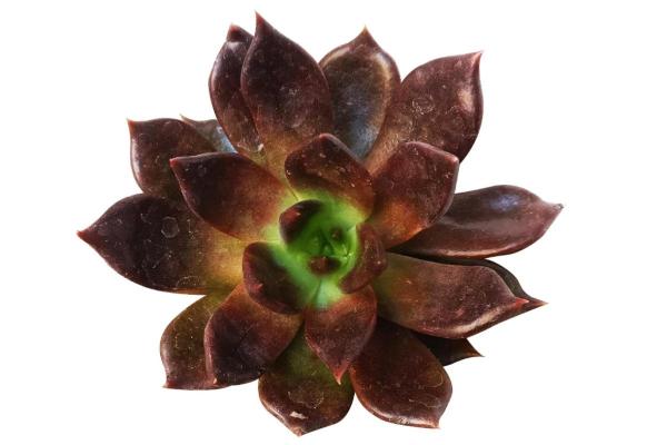 Types of Echeveria Succulent Species - Echeveria affinis