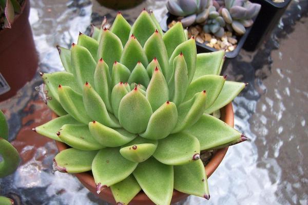 Types of Echeveria Succulent Species - Echeveria agavoides