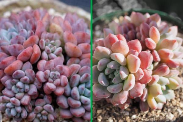 Types of Echeveria Succulent Species - Echeveria amoena