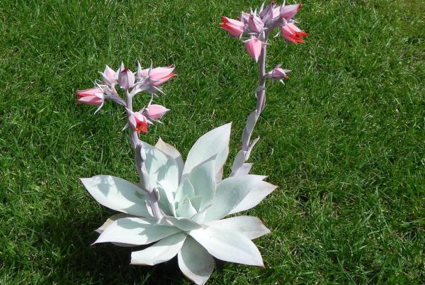 Types of Echeveria Succulent Species - Echeveria cante