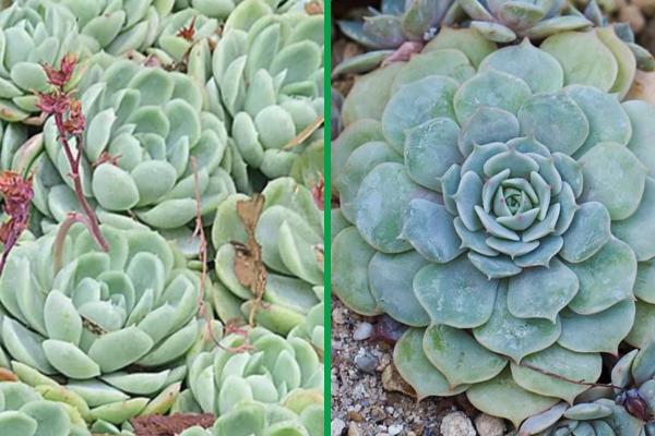 Types of Echeveria Succulent Species - Echeveria elegans