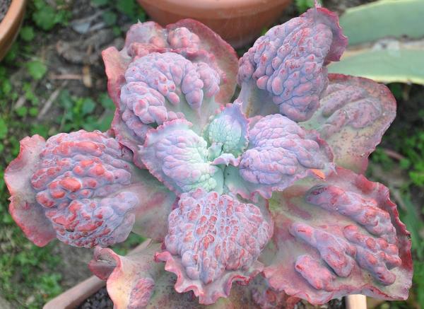 Types of Echeveria Succulent Species - Echeveria 'Etna'