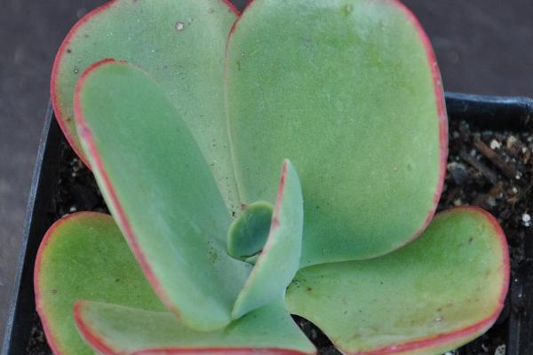 Types of Echeveria Succulent Species - Echeveria gigantea