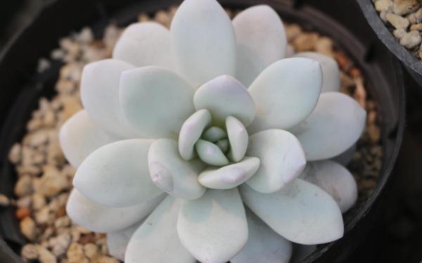 Types of Echeveria Succulent Species - Echeveria laui