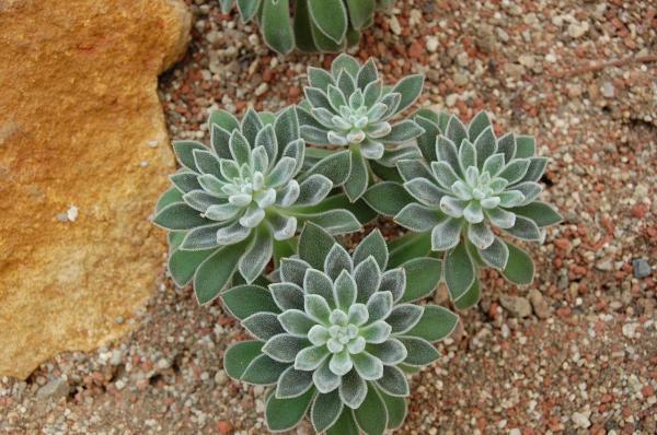 Types of Echeveria Succulent Species - Echeveria leucotricha