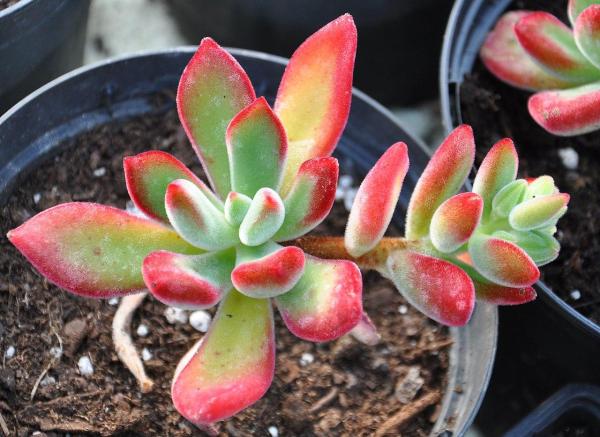 Types of Echeveria Succulent Species - Echeveria pulvinata