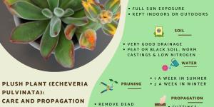 Echeveria Pulvinata Care - Frosty, Ruby and Other Types