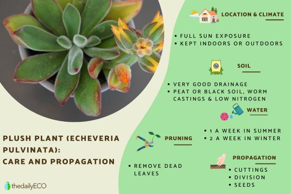 Echeveria Pulvinata Care - Frosty, Ruby and Other Types