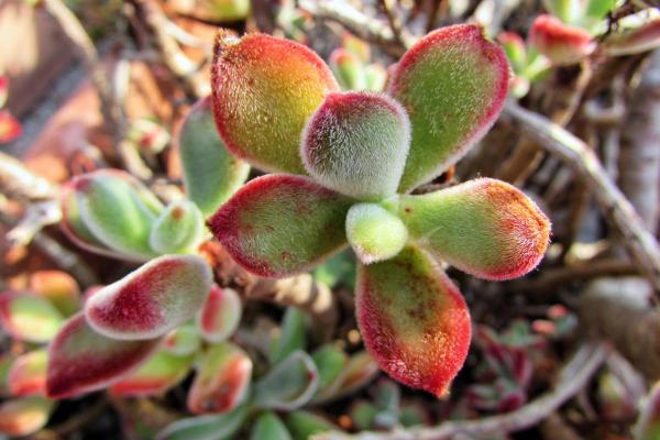 Echeveria Pulvinata Care - Frosty, Ruby and Other Types - Echeveria pulvinata characteristics