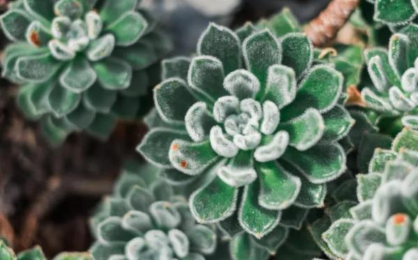 Types of Echeveria Succulent Species - Echeveria setosa