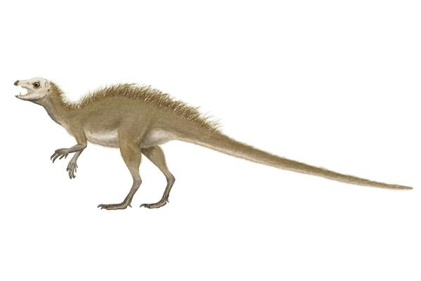 What Dinosaurs Were Found in Spain? - Echinodon sp.