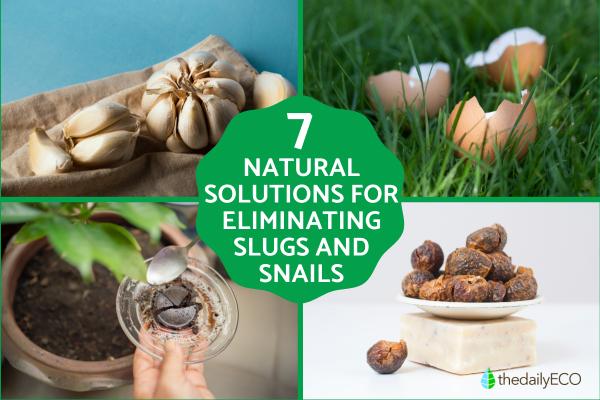 Effective Natural Ways to Get Rid of Slugs and Snails