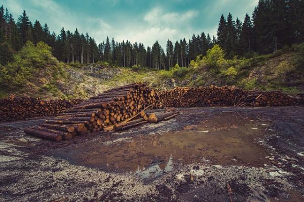 Causes and Effects of Deforestation - Effects of deforestation