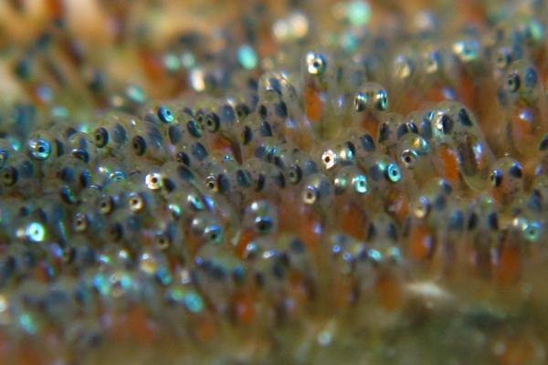 How Do Fish Grow? - Fish Life Cycle - Egg stage