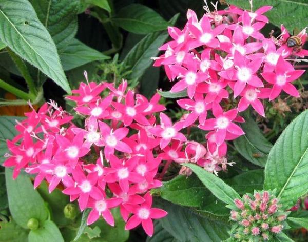 Plants With Flowers That Bloom All Year - Egyptian starcluster (Pentas lanceolata)