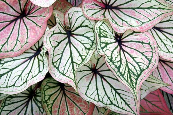 Plants With Colorful Leaves - Bright Foliage Plants - Elephant ear (Caladium)