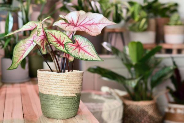 Heart-Shaped Leaf Plants - Elephant ear (Caladium)