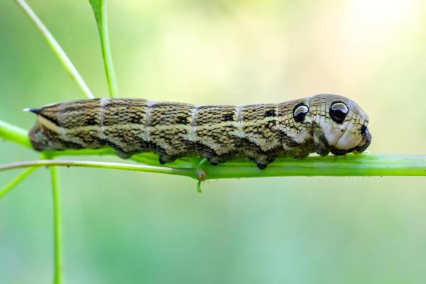 Different Types of Caterpillars - Elephant hawk moth (Deilephila elpenor)
