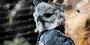 Endangered Wild Animals in Ecuador