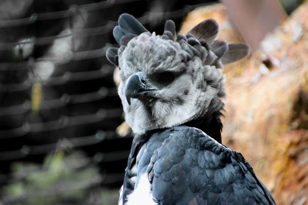 Endangered Wild Animals in Ecuador