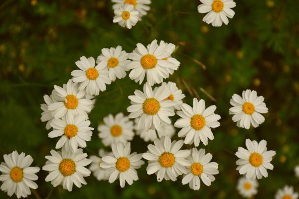 10 Flowers That Bloom in May - English Daisies (Bellis perennis)