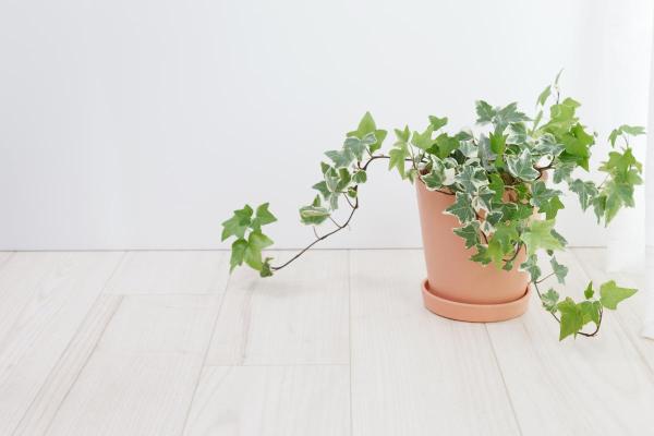 Top Indoor Climbing Plants for Beginners - English Ivy (Hedera helix)