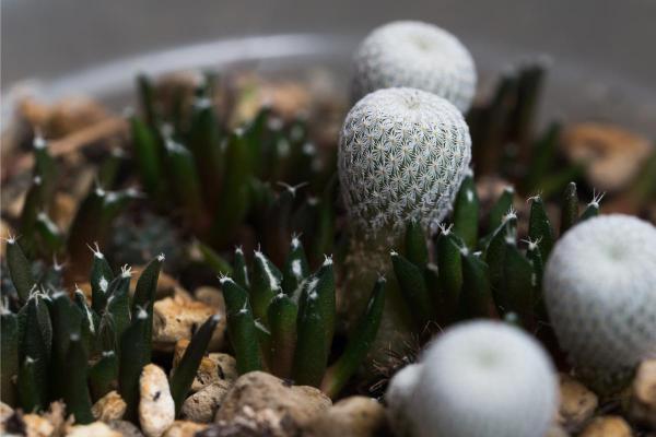 Types of Small Cactus Plants for Pots - Epithelantha micromeris