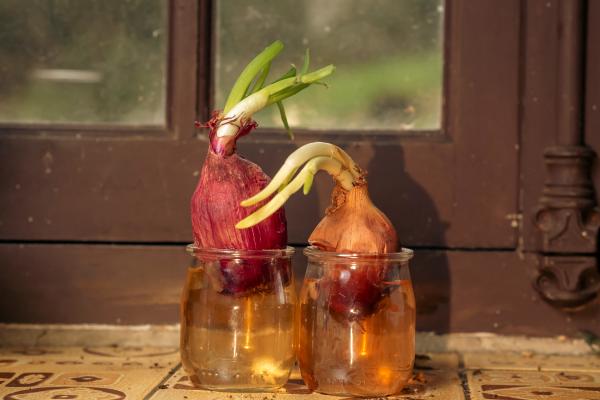 How to Grow Bulbs in Water - Essential supplies for water bulb growing