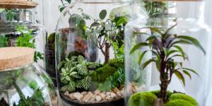 Eternal Gardens - Closed Ecosystem in a Glass Bottle