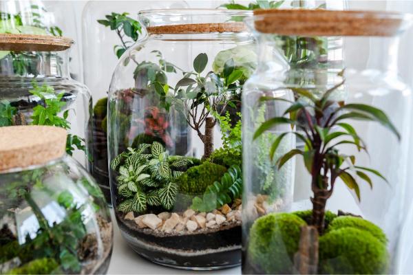 Eternal Gardens - Closed Ecosystem in a Glass Bottle
