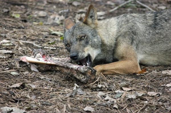 What Are the Different Types of Wolves? - Ethiopian wolf (Canis simensis)