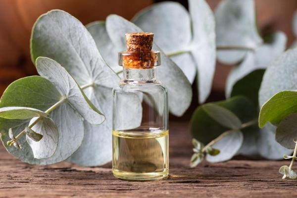 How to Repel Mosquitoes Naturally - Eucalyptus