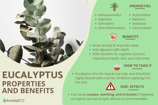 Eucalyptus - Properties, Uses and Contraindications