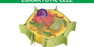 Eukaryotic Cell - Vital Components and Processes