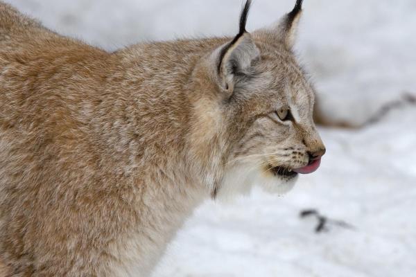 Different Types of Lynx Cat - Eurasian lynx (Lynx lynx)