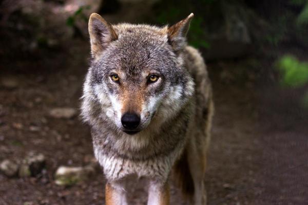 What Are the Different Types of Wolves? - Eurasian wolf (Canis lupus lupus)