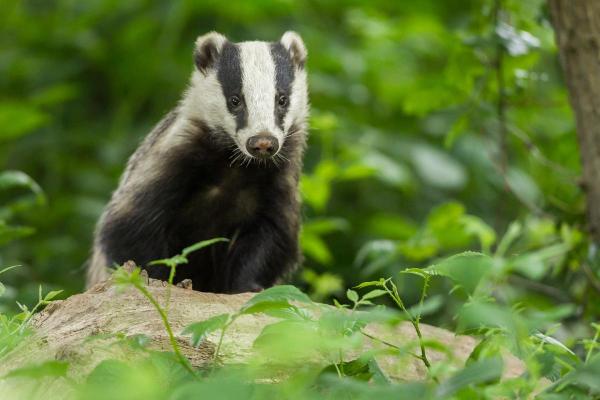 Different Types of Badgers - European badger (Meles meles)