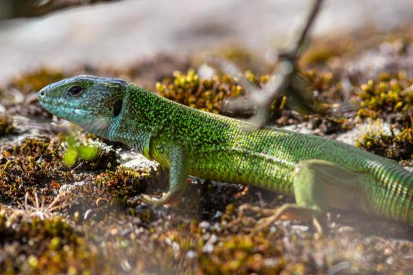 Different Types of Lizards - European green lizard