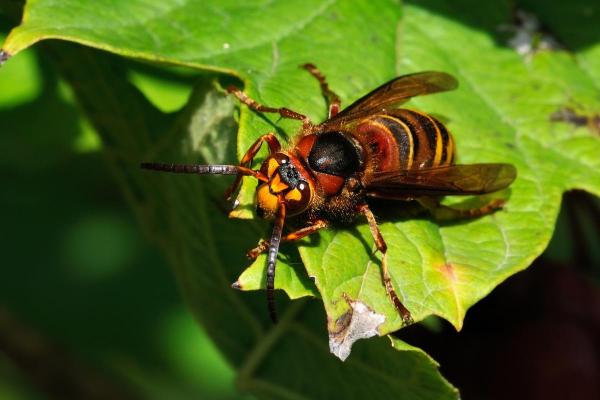 Types of Wasps and Hornets in Spain - European hornet (Vespa crabro)