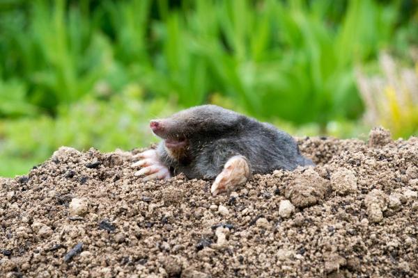 Types of Moles (Animal) - European mole (Talpa europaea)