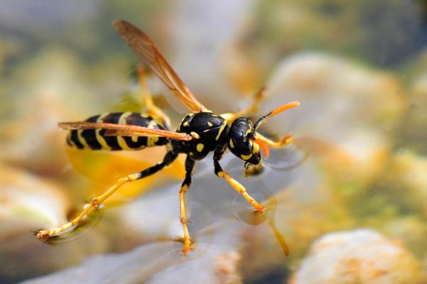 Types of Wasps and Hornets in Spain - European paper wasp (Polistes dominula)