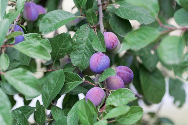 Plum Varieties - Different Kinds of Plums - European plum (Prunus domestica)