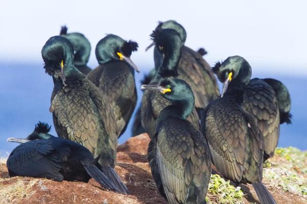 Types of Mediterranean Seabirds - European shag