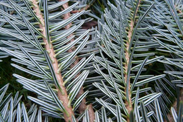 Types of Spanish Trees - With Photos - European silver fir (Abies alba)