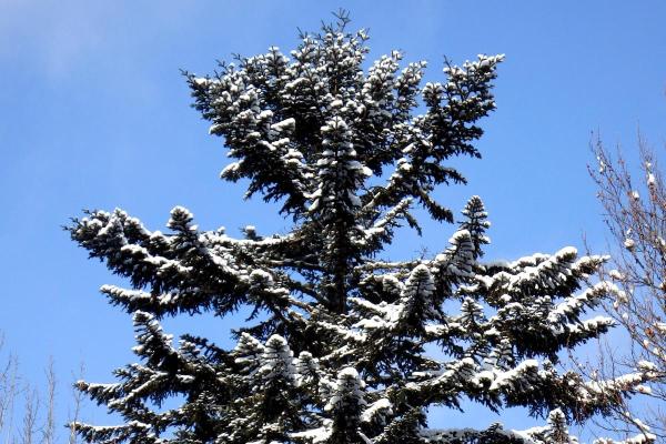 Different Types of Fir Trees - European silver fir fir (Abies alba)
