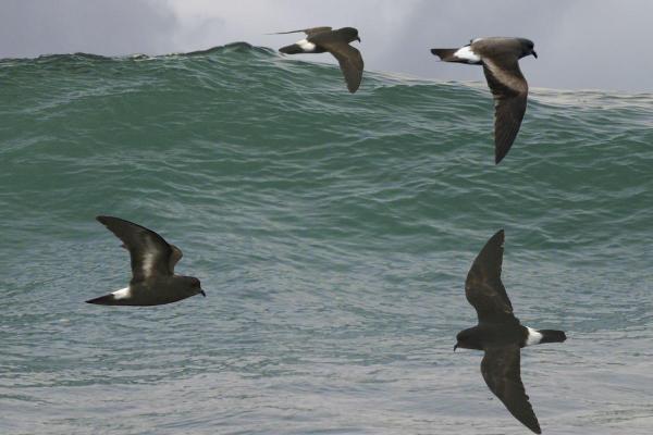 Types of Mediterranean Seabirds - European storm petrel