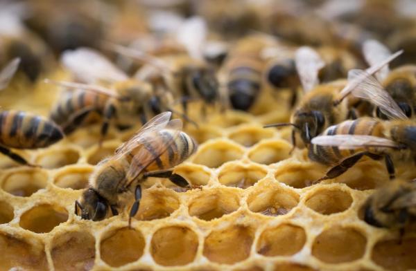 What Are Intraspecific Relationships? - Eusocial associations