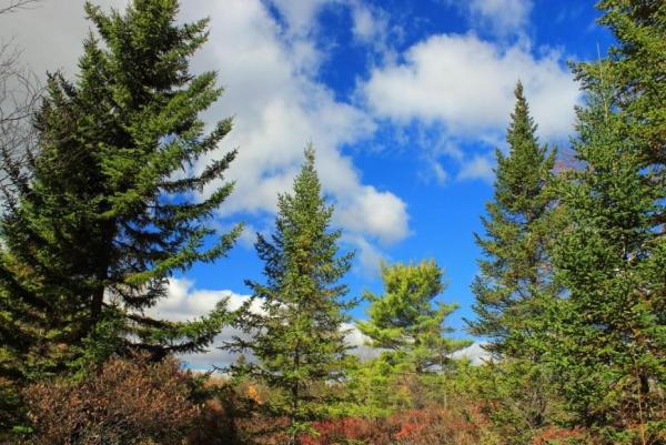 Different Types of Trees - Evergreen trees