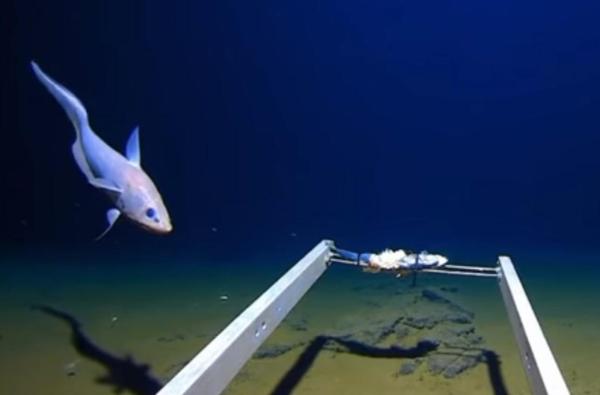 Animals in the Mariana Trench - Examples of animals in the Mariana Trench