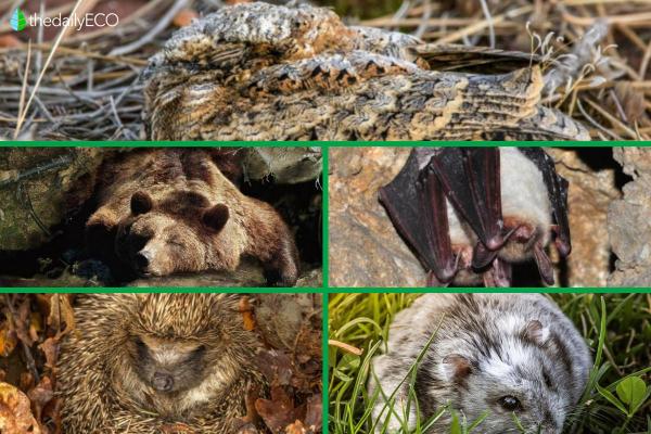 Different Types of Hibernating Animals - Examples of animals that hibernate